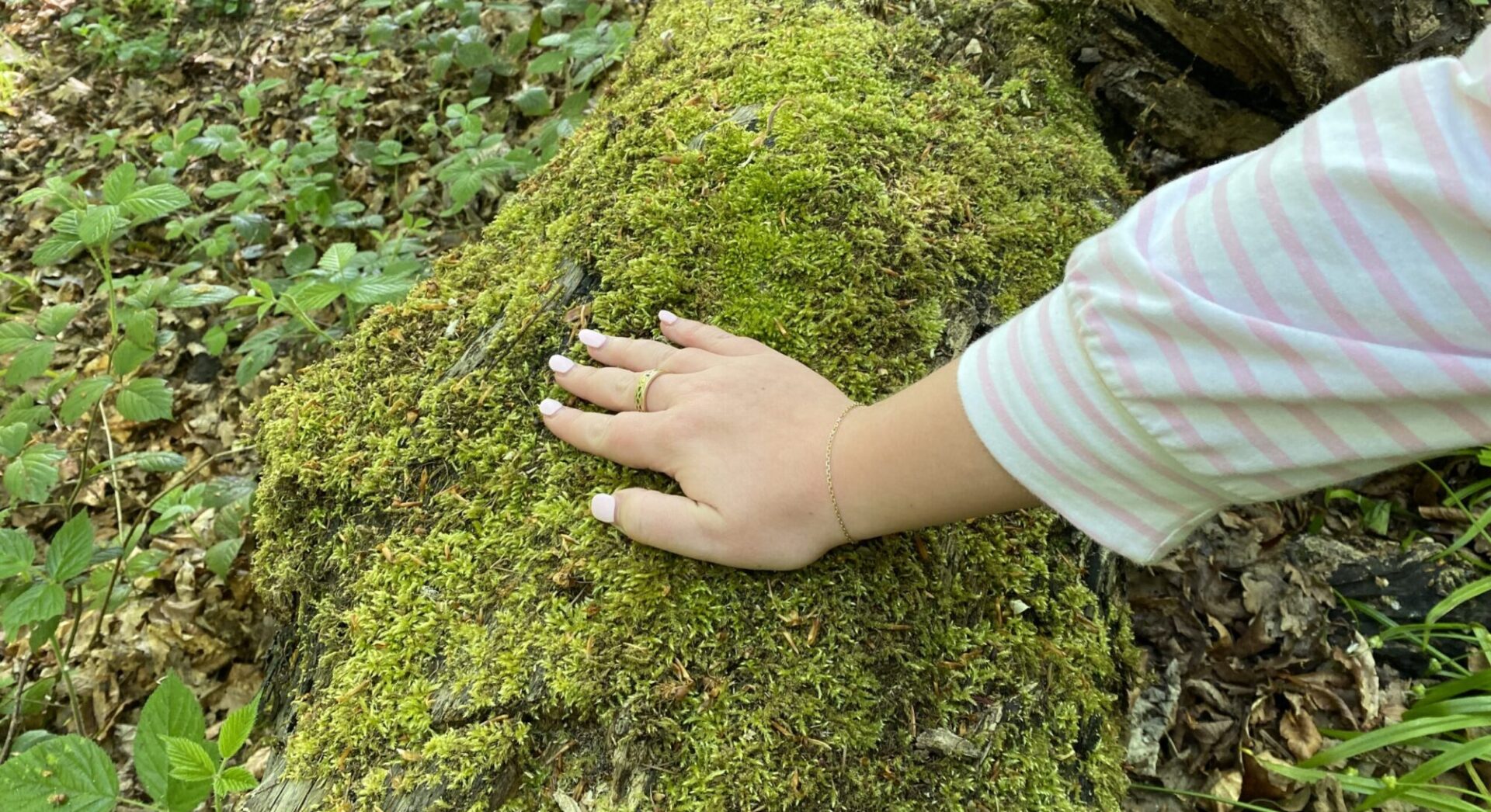 Hand feeling the texture of moss on bark.