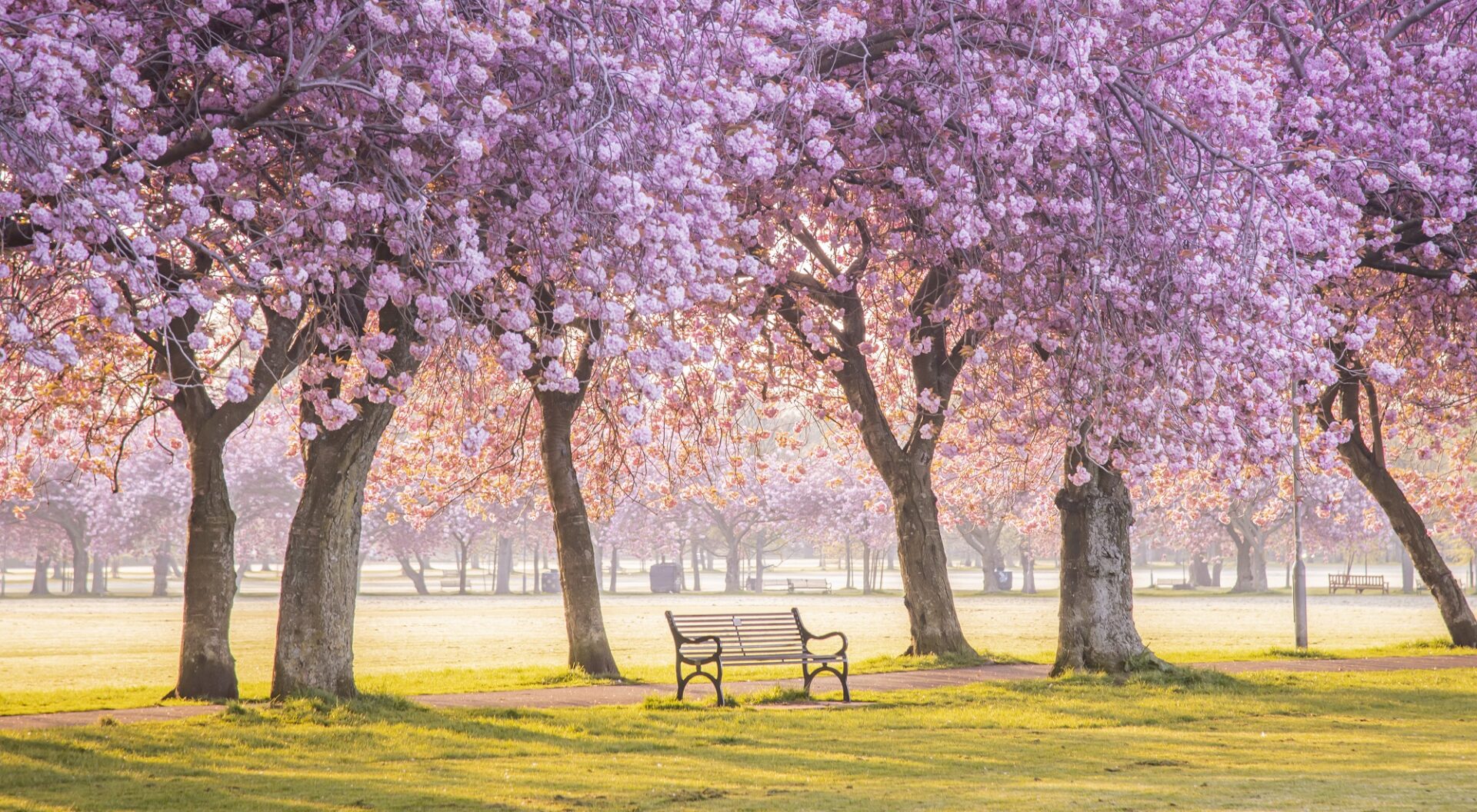 Meadows sunrise and cherry blossom