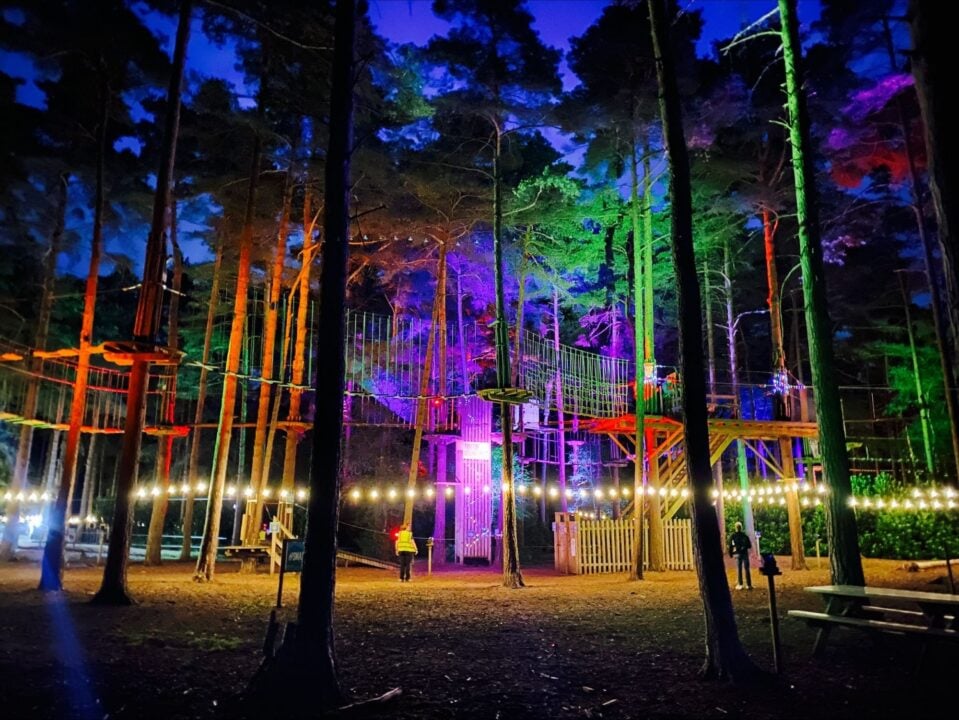 Forest, with tall trees illuminated by colourful lights.
