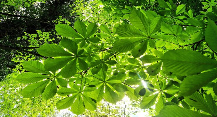 Green canopy of tree leaves with sunlight streaming through
