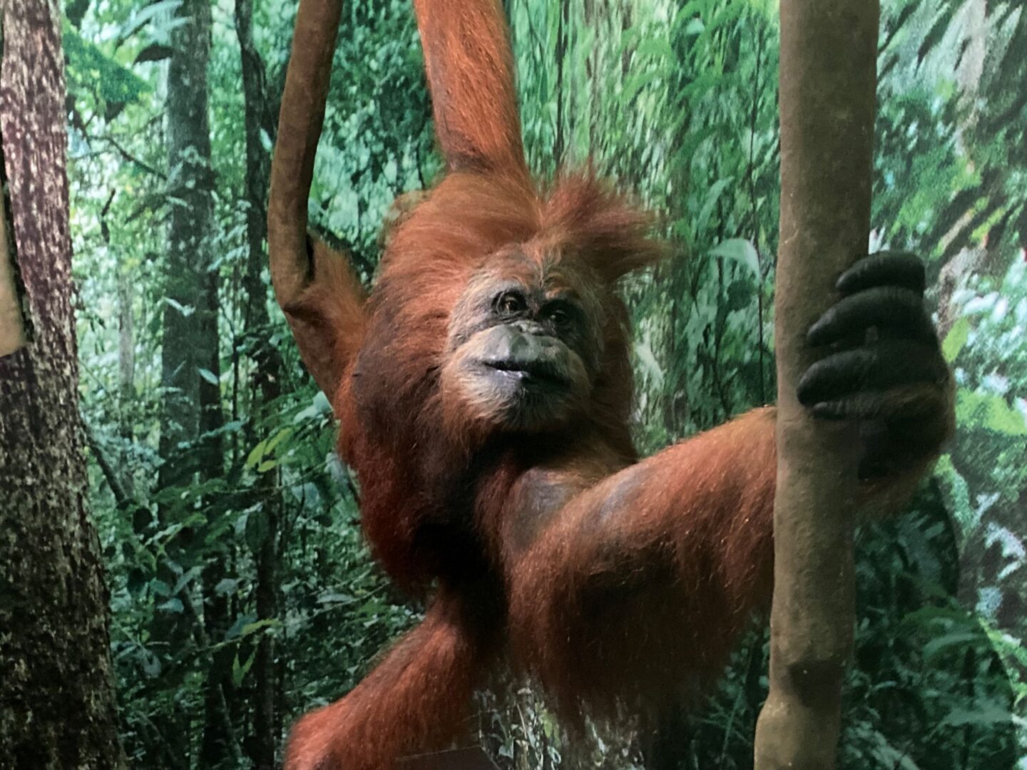 Orangutan swinging from a tree branch.
