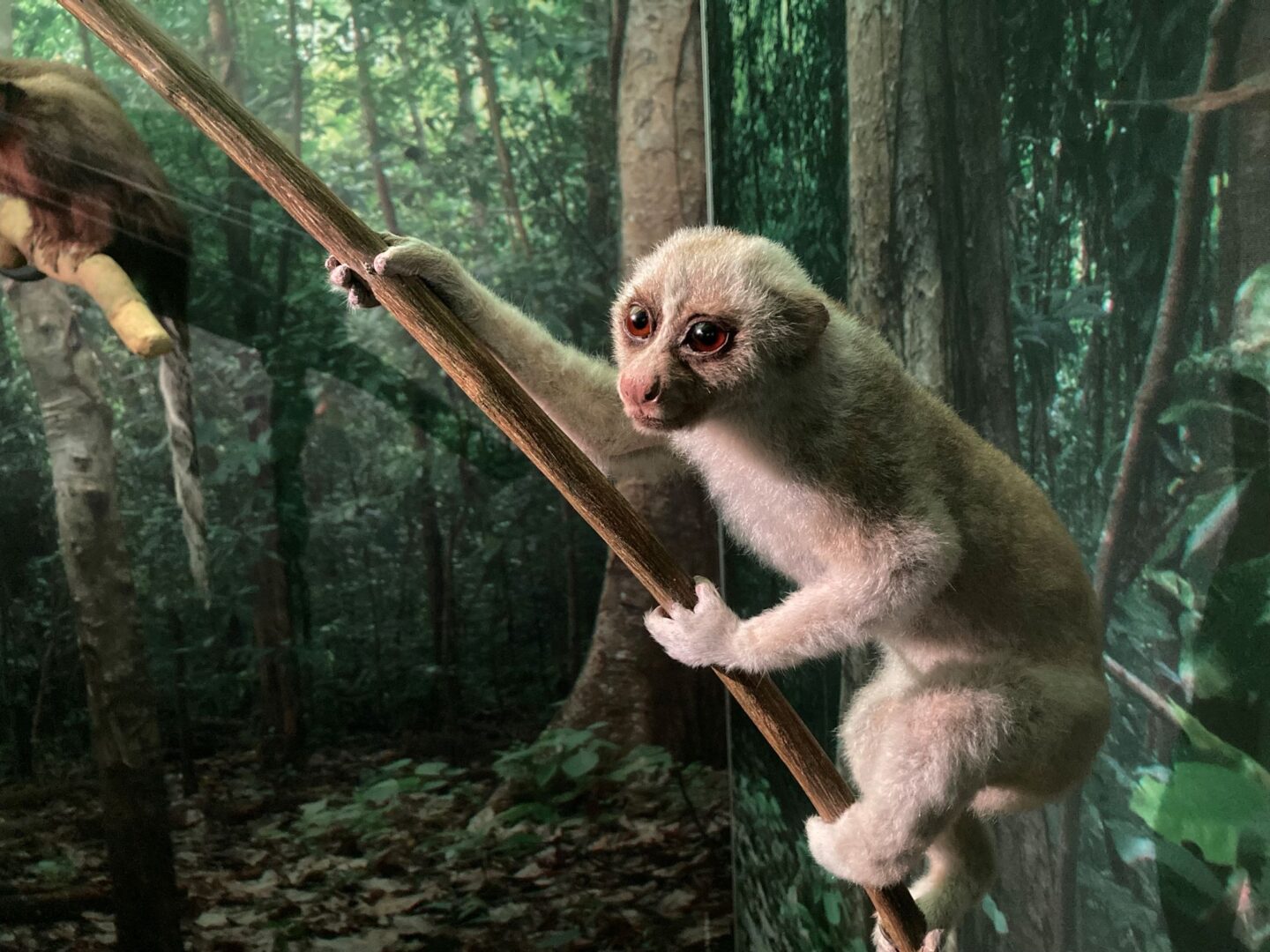 Small beige coloured monkey, climbing a tree branch.
