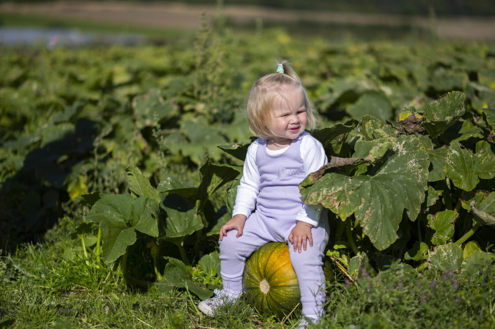 Pumpkin Patch at Craigies