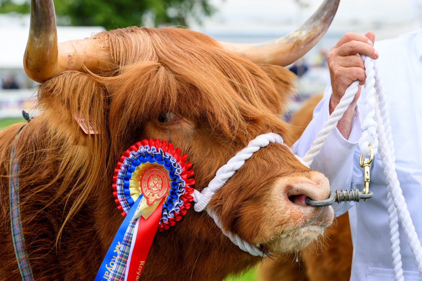 Close-up of a Highland cow, with a red and blue rosette pinned to the side of his head.
