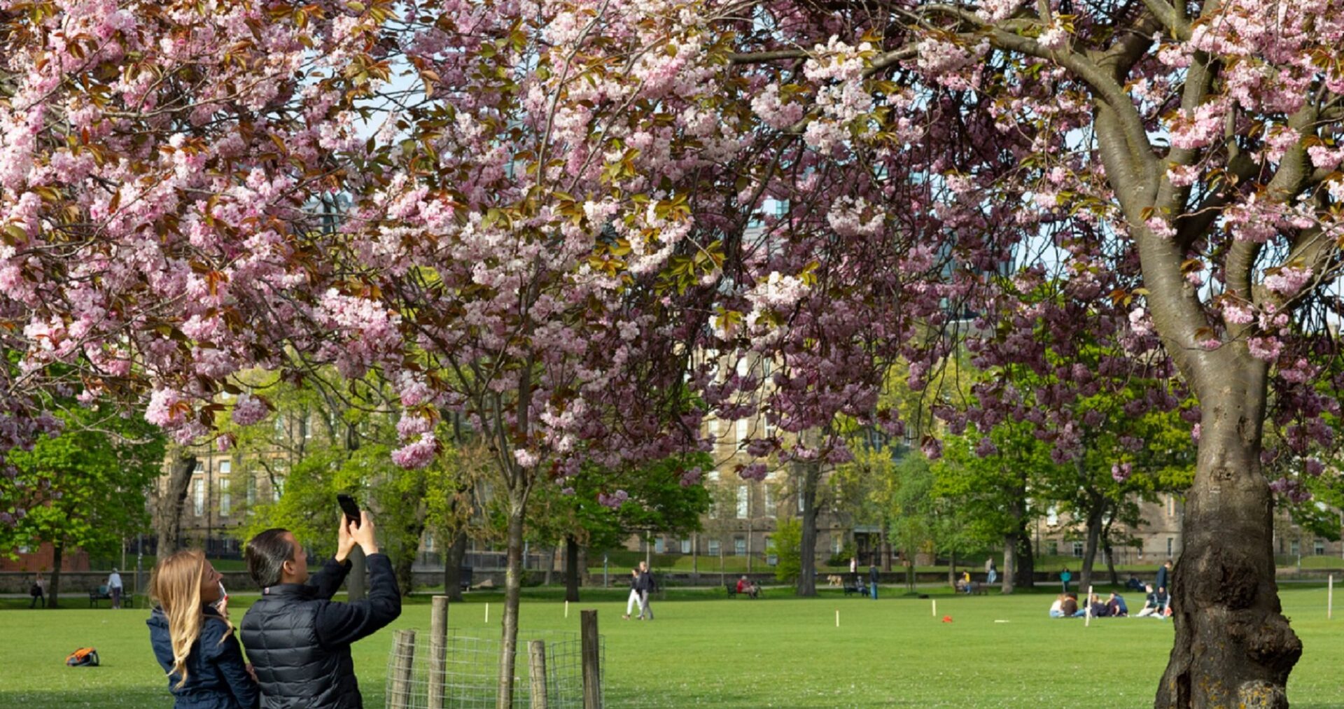 The Meadows Cherry Blossom
