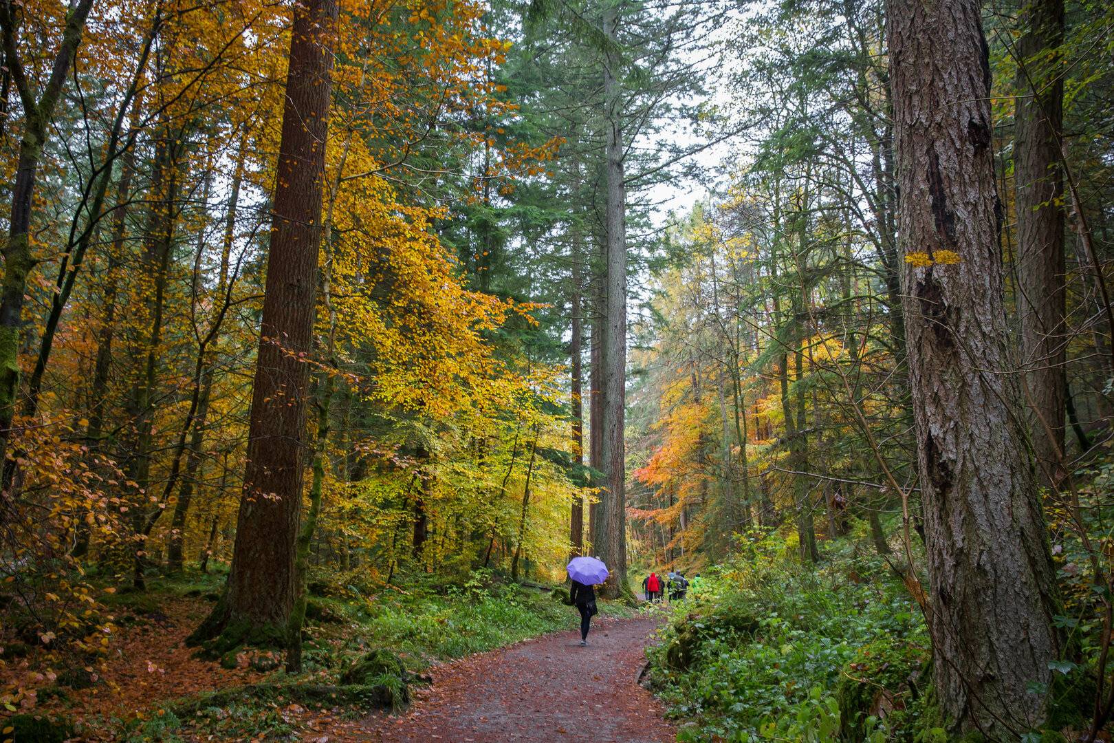 Hermitage Forest,© The Glass Passage