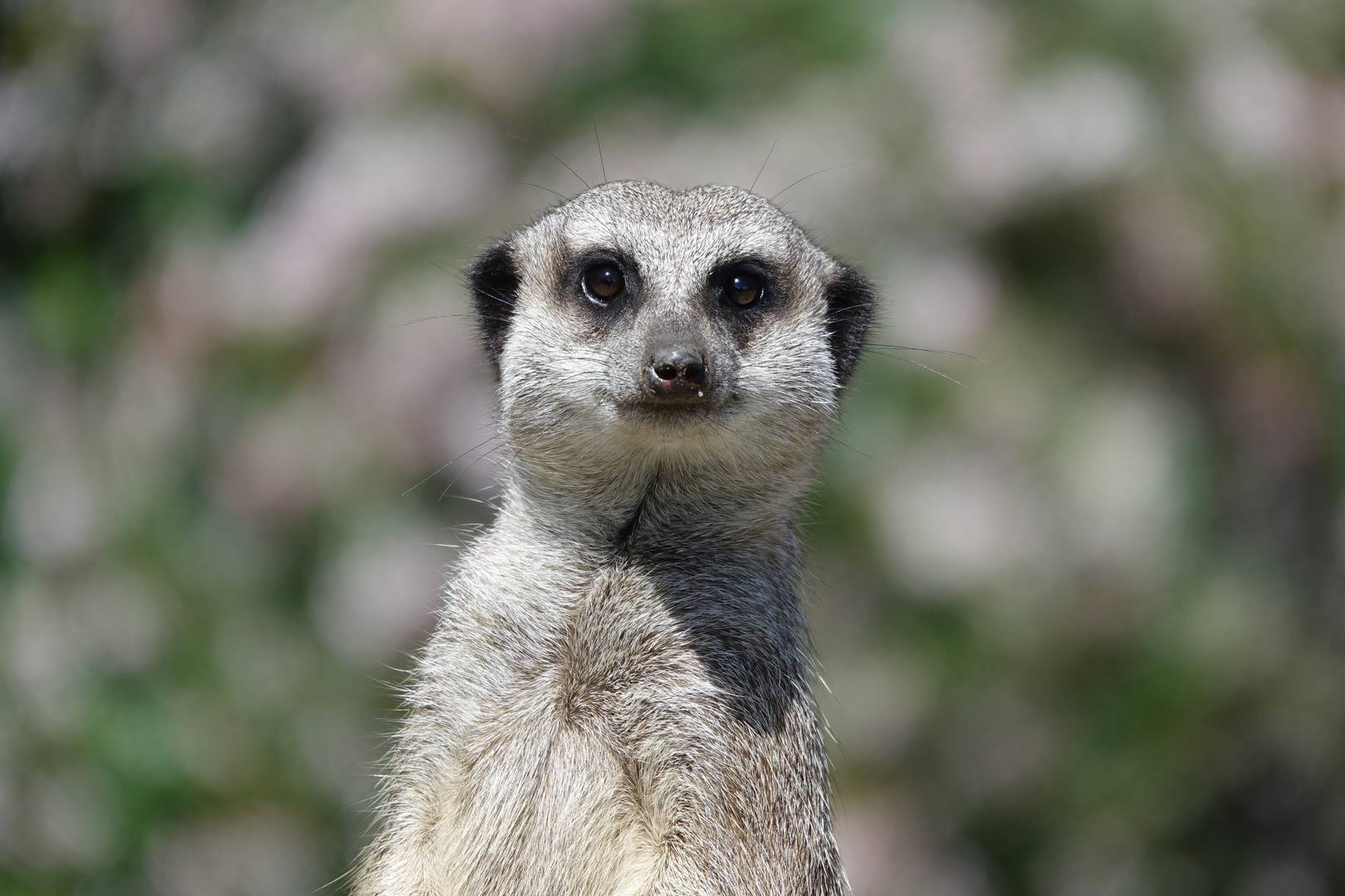 Close up of meerkat at Edinburgh Zoo,© The Royal Zoological Society of Scotland