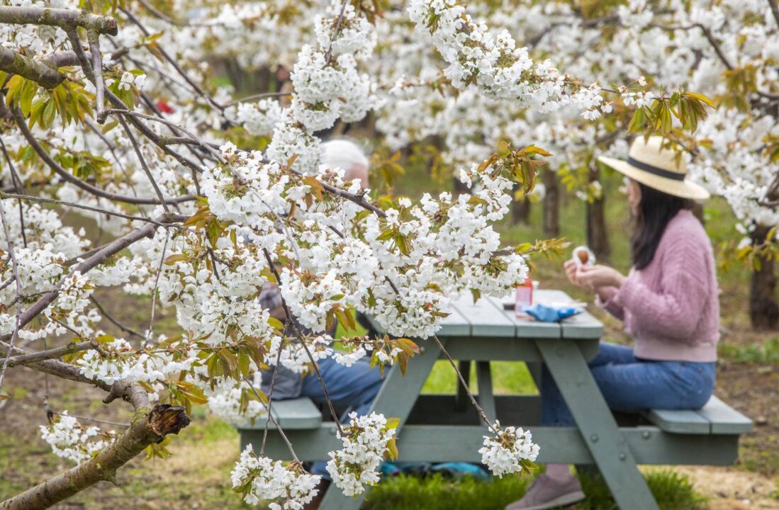 Cherry Blossom Picnics