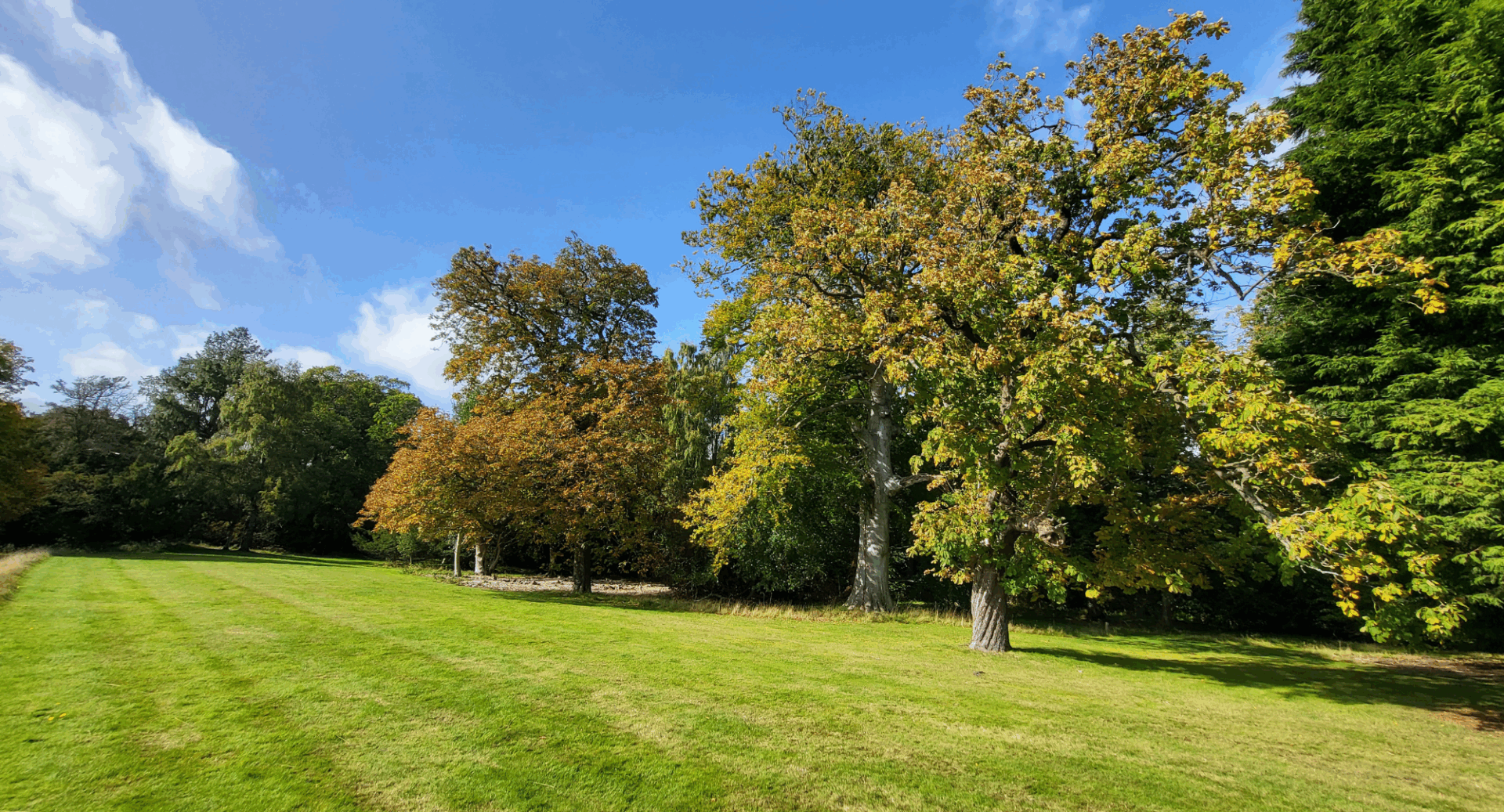 Line of large trees, with orange and green leaves.